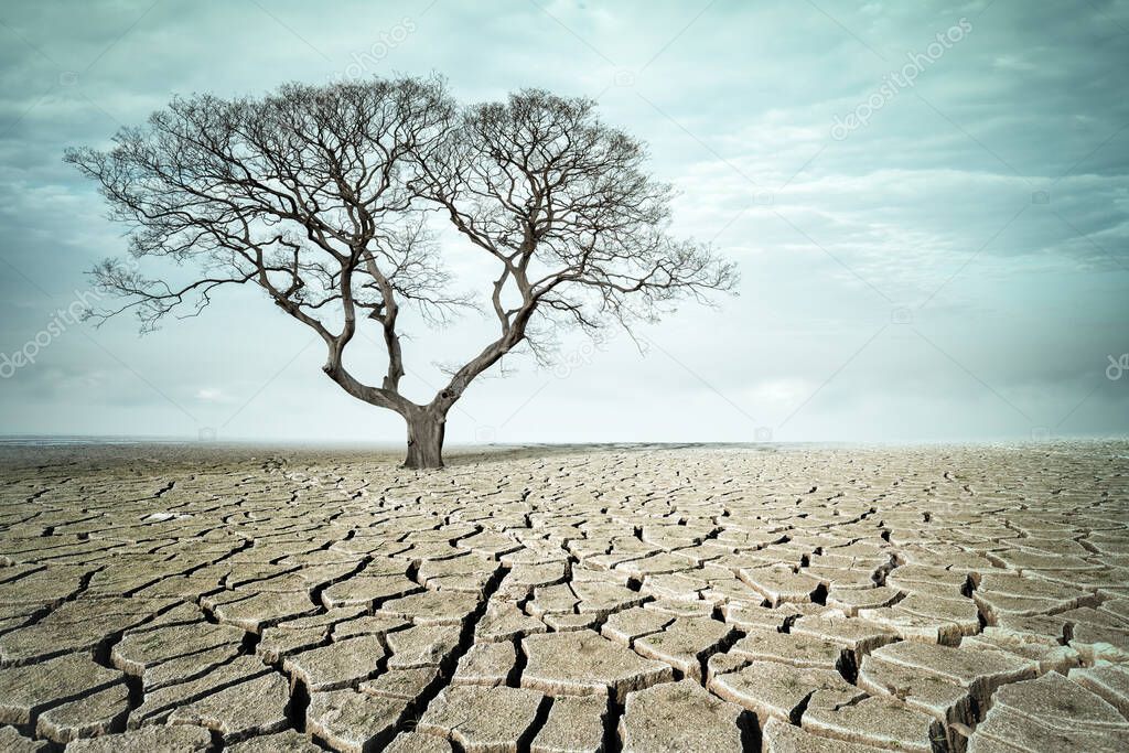 big tree on drought land, dry cracked ground and the tree without leaves, abstract climate background
