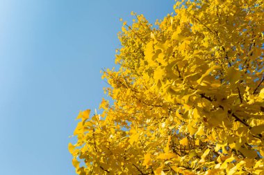 Sonbaharda mavi gökyüzüne karşı ginkgo ağacı