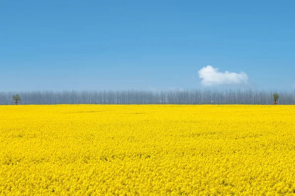 Hermoso Campo Flores Colza Contra Cielo Azul Primavera —  Fotos de Stock