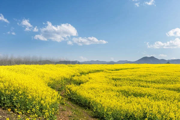 Beautiful Rapeseed Flower Field Sunny Spring — Stock Photo, Image