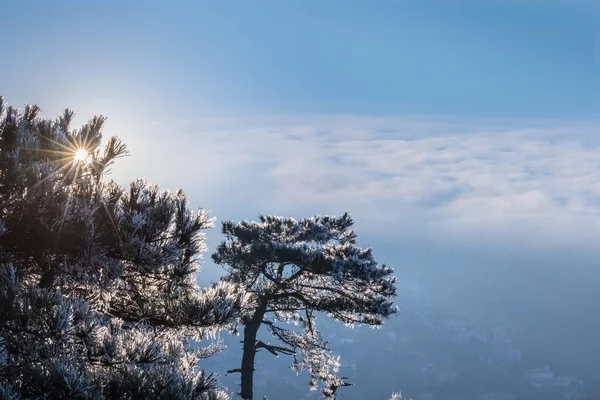 Pino Congelato Sul Monte Raggio Sole Con Mare Nuvole Inverno — Foto Stock