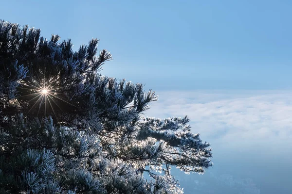 Paesaggio Inizio Inverno Sul Monte Gelo Stabilì Rami Pino Luce — Foto Stock