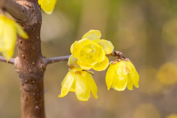 Sárga Tél Édes Virágok Közelkép Kimonanthus Praecox — Stock Fotó
