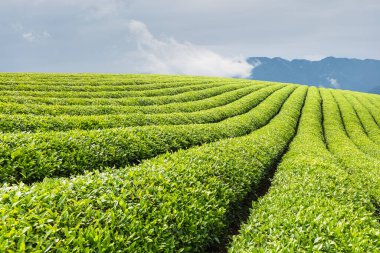 Yeşil baharda çay tarlası, güzel dağlık çay bahçesi.