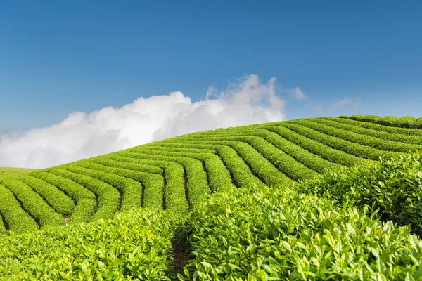 Gyönyörű Zöld Tea Ültetvény Napsütéses Tavasszal — Stock Fotó