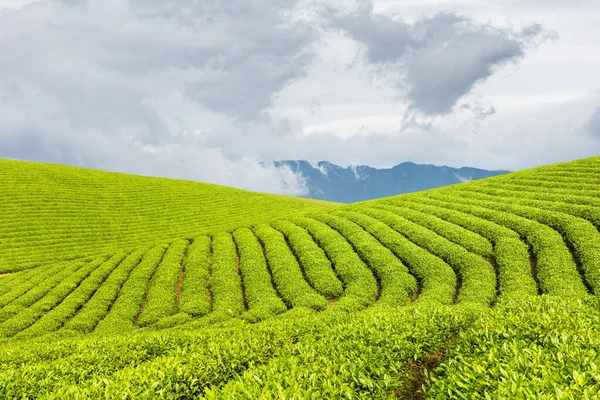 Tea Plantation Lushan Beautiful Spring Landscape — Stock Photo, Image