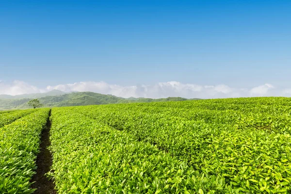 Fresh Green Tea Plantation Sunny Spring — Stock Photo, Image