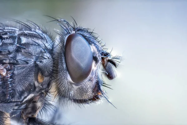 Muška Oko Detailní Hmyz Složené Oko Makro — Stock fotografie