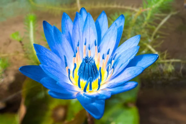Blauwe Waterlelie Prachtige Waterplanten — Stockfoto