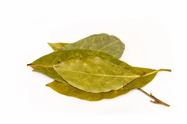 Laurierblad Gedroogde Stengel Het Blad Van Kamferplant Laurierblad Dat Een — Stockfoto