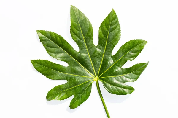 Groen Blad Van Fatsia Japonica Geïsoleerd Wit Met Knippad — Stockfoto