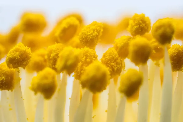 Blütenstempel Und Pollen Nahaufnahme Von Einer Kamelie Super Makro — Stockfoto