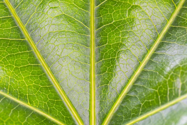 Groene Bladtextuur Fatsia Japonica Closeup — Stockfoto