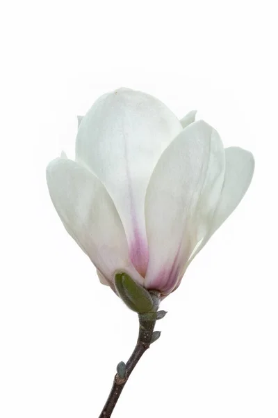 Fiore Magnolia Bianca Isolato Bianco Con Percorso Ritaglio — Foto Stock