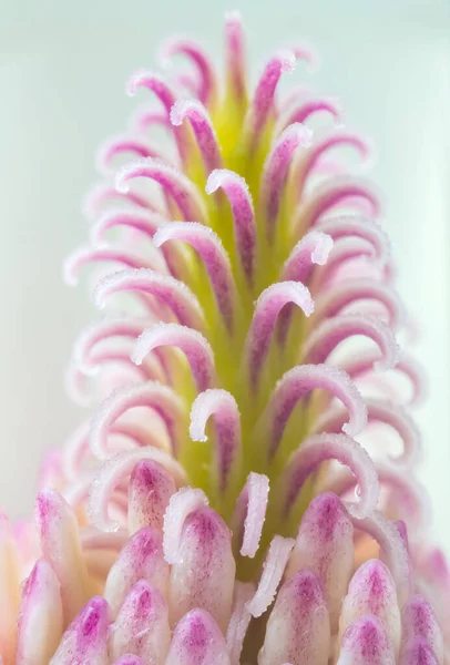 Розовый Пестик Цветы Крупным Планом Красивые Природные Детали Магнолии — стоковое фото