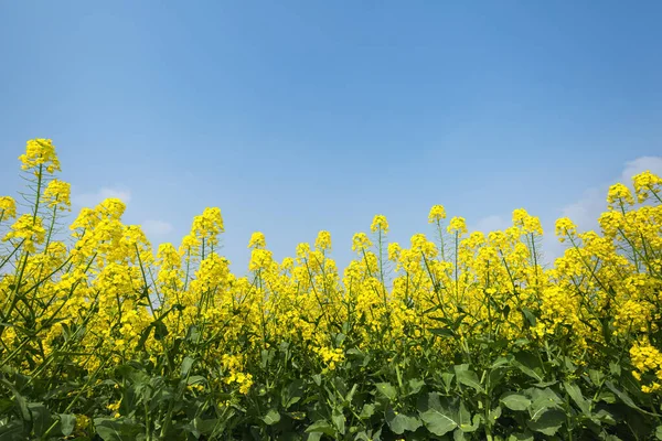 Vue Vers Haut Des Fleurs Colza Fleurissent Fleurs Printemps Avec — Photo