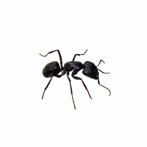 Hormiga Negra Aislada Sobre Fondo Blanco Buceos Polyrhachis —  Fotos de Stock