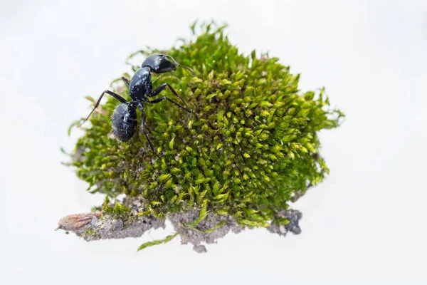 Ant Closeup Moss White Background — Stock Photo, Image