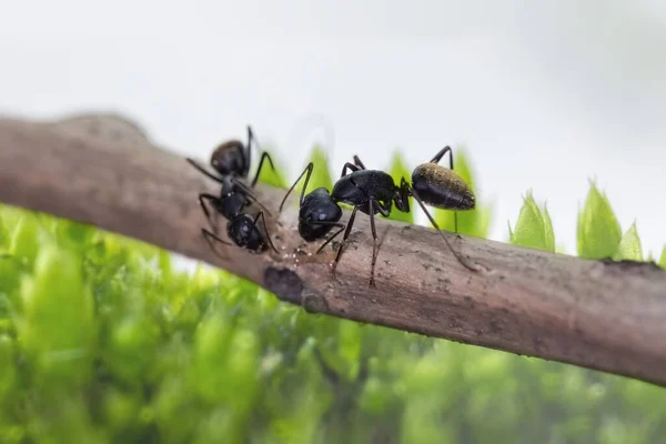 蚂蚁在绿苔藓背景的树枝上觅食 — 图库照片