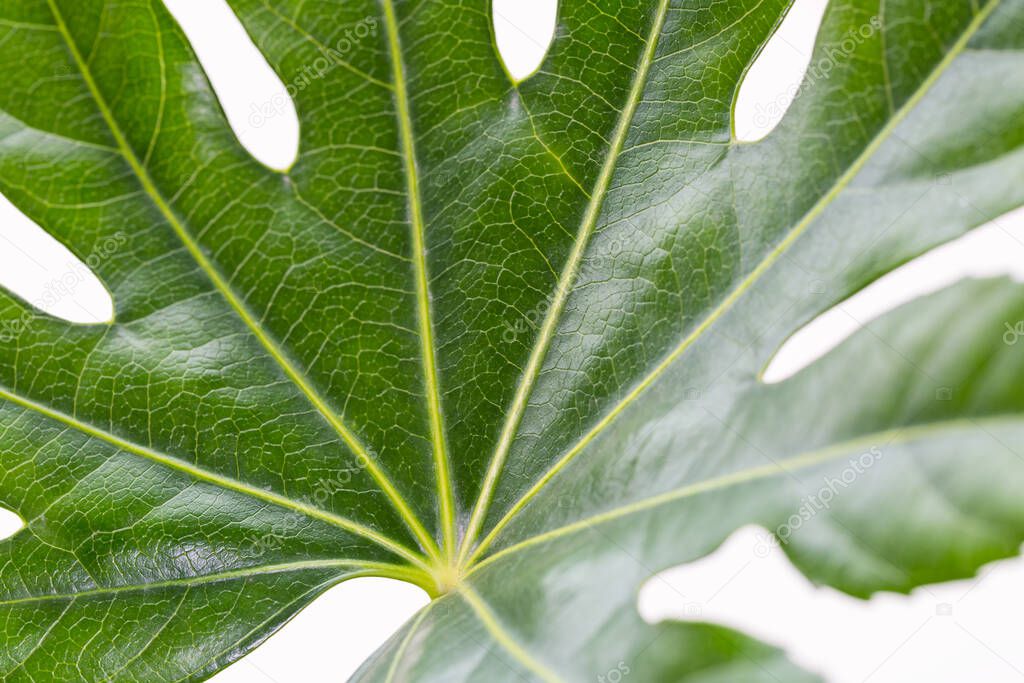 fatsia japonica leaf closeup on white