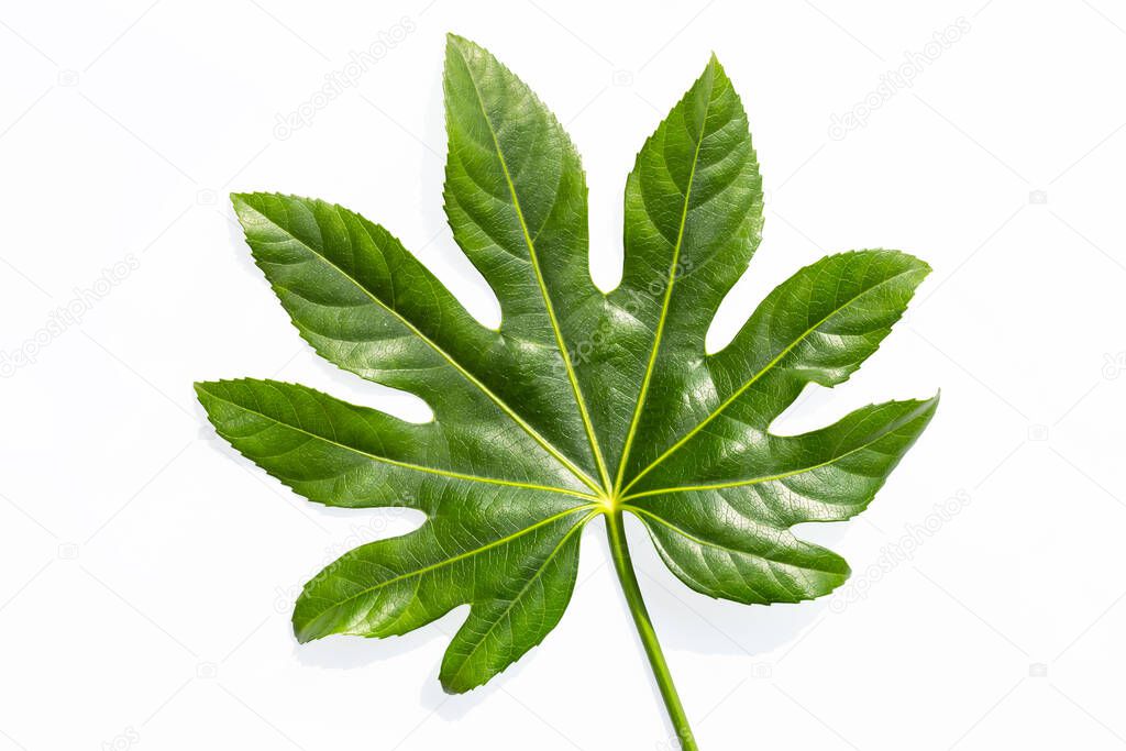 green leaf of fatsia japonica isolated on white with clipping path