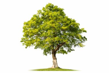 Beyaz arka planda izole edilmiş büyük ağaç, Celtis Sinensis, hackberry ağacı