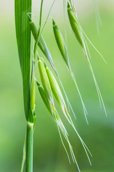 Nahaufnahme Von Wildem Hafer Einem Unkraut Das Pflanzen Wie Weizen — Stockfoto