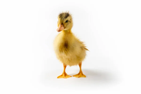 Yellow Little Duck Isolated White Background — Stock Photo, Image