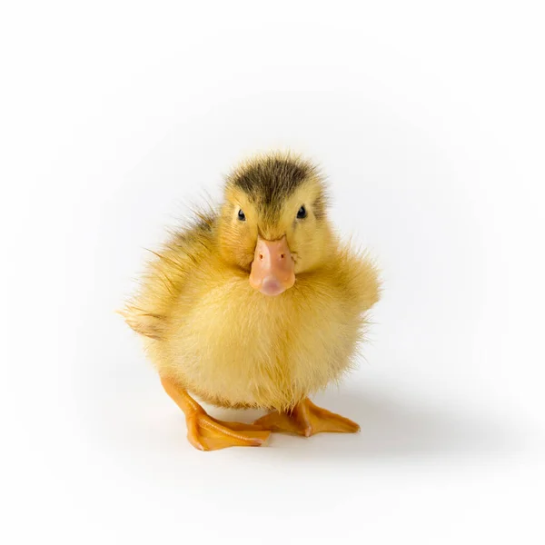 Pretty Baby Duck Isolated White Background — Stock Photo, Image