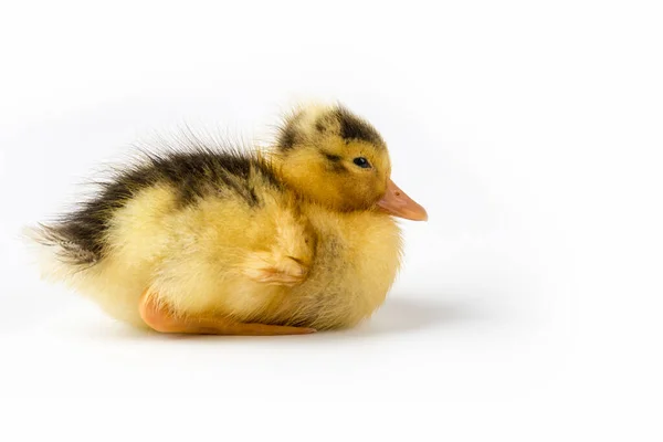 Petit Canard Isolé Sur Fond Blanc — Photo