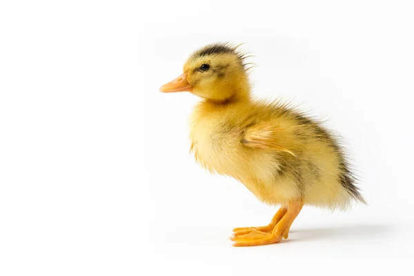 Petit Canard Isolé Sur Fond Blanc — Photo