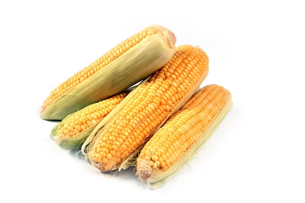 Het oor van verse maïs — Stockfoto