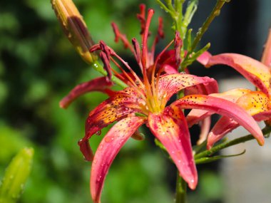 Buhar gevşeme alanını süslemek için güzel bahçeli zambaklar.