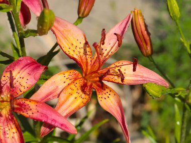 Buhar gevşeme alanını süslemek için güzel bahçeli zambaklar.
