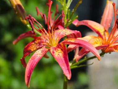 Buhar gevşeme alanını süslemek için güzel bahçeli zambaklar.