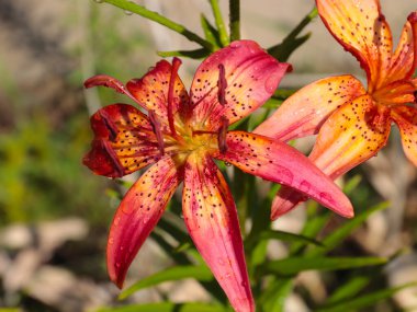 Buhar gevşeme alanını süslemek için güzel bahçeli zambaklar.