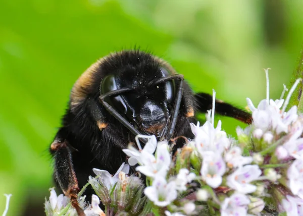 Gran Bozal Abeja Jardín Flor Menta — Foto de Stock