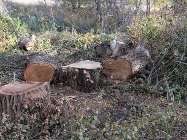 Yasa dışı ağaç gövdesi kesme