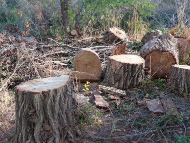 Yasa dışı ağaç gövdesi kesme