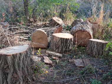 Yasa dışı ağaç gövdesi kesme
