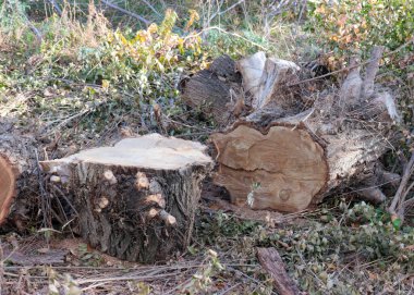 Yasa dışı ağaç gövdesi kesme