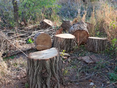 Yasa dışı ağaç gövdesi kesme