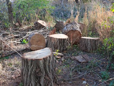 Yasa dışı ağaç gövdesi kesme