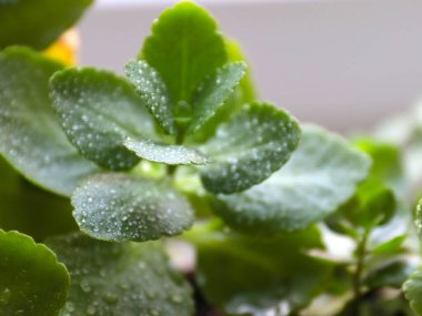 Kalanchoe bitkisinin yaprakları üzerinde saf su damlaları