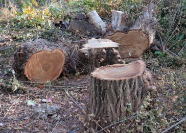 Yasa dışı ağaç gövdesi kesme