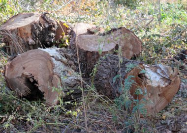 Yasa dışı ağaç gövdesi kesme