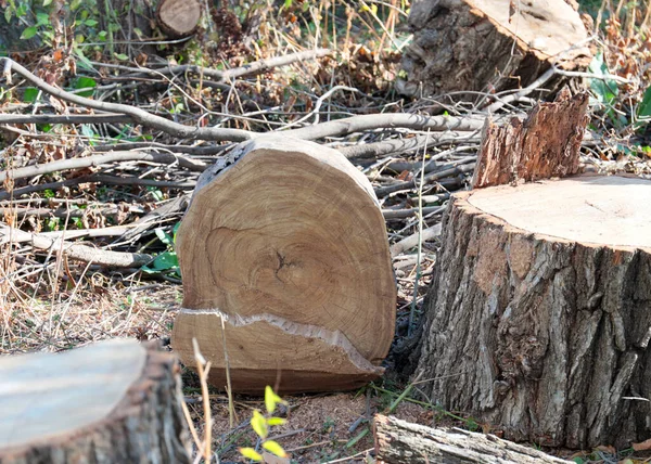 felled tree trunks as illegal logging