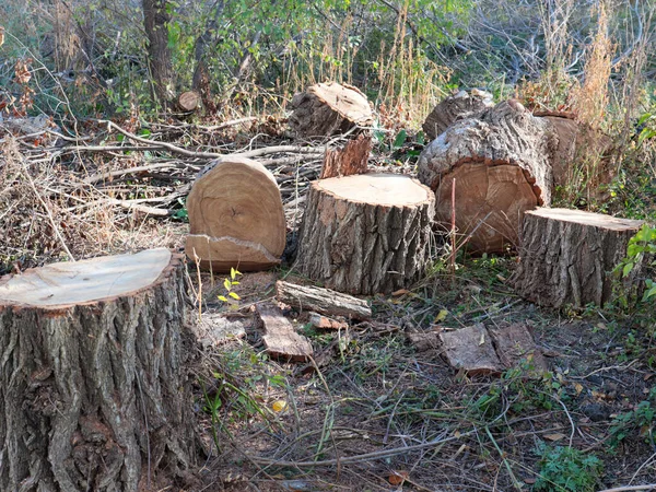 Fällda Trädstammar Som Olaglig Avverkning — Stockfoto