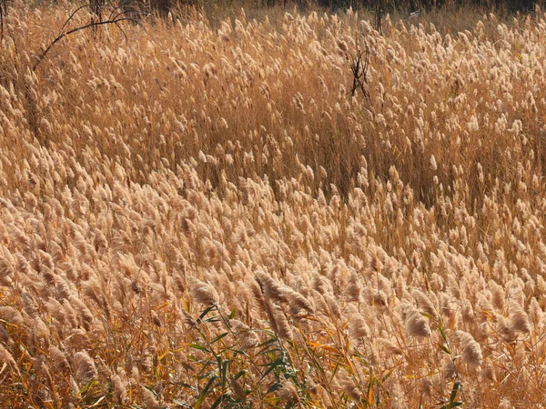 Hoge Rietstammen Graanpanicles Wetland — Stockfoto