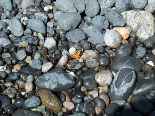 Mariposa Sobre Piedras Grandes Una Playa Guijarros Bañada Por Agua — Foto de Stock